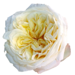 Fatima Gardens Roses de Jardin d'Equateur Ethiflora